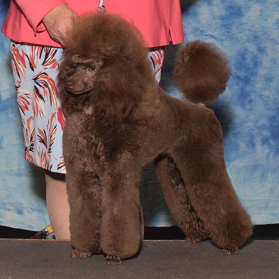 light brown standard poodle